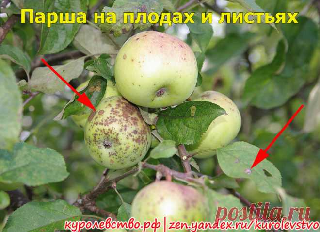 Парша и гниль на яблоне. Как они выглядят и способы борьбы с ними | Куролевство | Яндекс Дзен