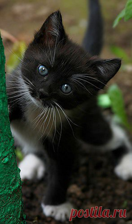 ॐ Татьянка(Bast) — «А чего это вы тут делаете?...» на Яндекс.Фотках