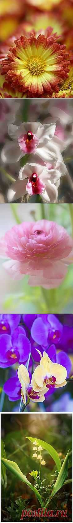 Flower Vol.1