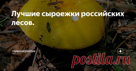 Лучшие сыроежки российских лесов. Всем здравия и грибов полные корзины! А давайте поговорим сегодня о сыроежках? Нет, я не предлагаю обсудить их сходство между собой (об этом целую книгу можно написать!) или чем один вид сыроежек отличается от другого. Это работа для микологов, но их результаты вряд ли будут интересны обычному грибнику.
При всём многообразии ( а их десятки и десятки видов) сыроежек, есть несколько видов, отличающи