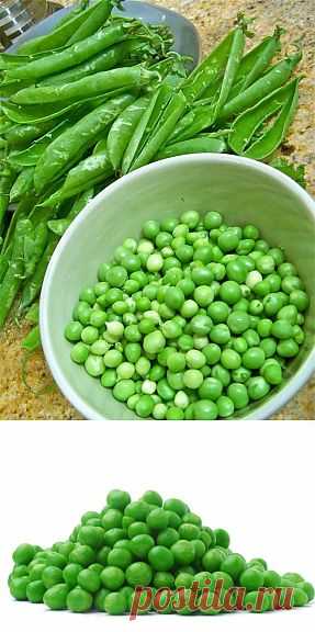 Консервирование зеленого горошка в домашних условиях. Важные советы