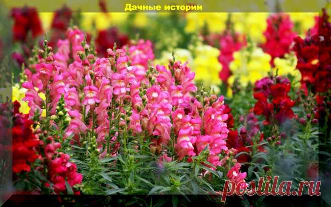 Цветы которые можно посеять в апреле: три десятка цветов сеем рассадой и в открытый грунт | Дачные истории | Яндекс Дзен