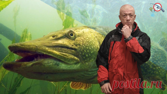 Правда ли что щука нападает на людей?