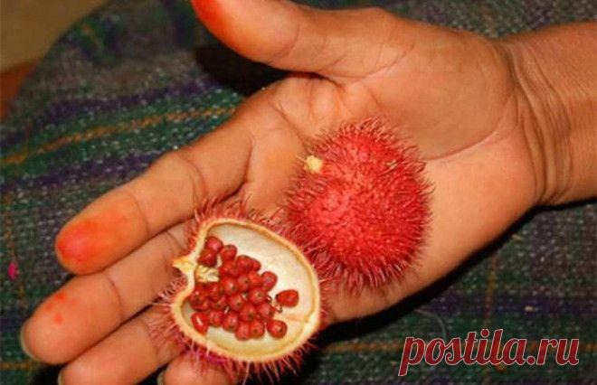 Самые экзотические фрукты в мире: Ашиот