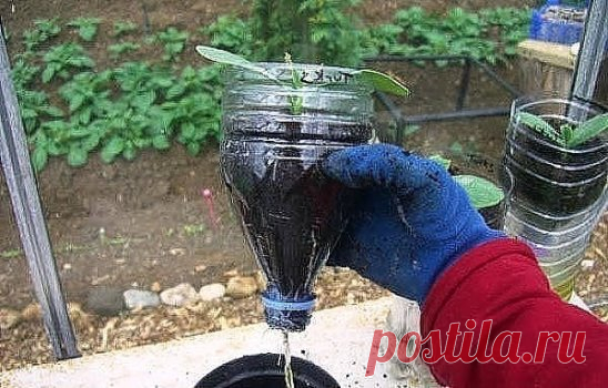 ОГУРЦЫ В БУТЫЛКАХ - УДОБНО И ВЫГОДНО
Как посадить и вырастить огурцы, наслышаны все огородники. Однако всегда находятся те, кто подходит к процессу творчески. Причины разные: хочется свежих овощей, но нет дачного участка, или климат не слишком благоприятствует выращиванию, и т.д. Так появился новый способ — посадка огурцов в пластиковые бутылки, который оказался удобен и эффективен для многих овощеводов.
Пластиковые бутылки уже приспособили под разные нужды. Широко распространен метод выращивани