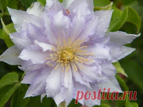 КЛЕМАТИС В САДУ - ПОСАДКА, ВЫРАЩИВАНИЕ, УХОД, УДОБРЕНИЕ ЧАСТЬ 1 / Clematis in the garden