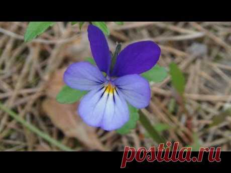 ~✿~ Жемчужины радости... Кевин Керн. Kevin Kern - Pearls of Joy. - YouTube
