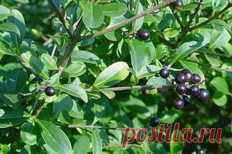 Бирючина обыкновенная и другие сорта. Посадка и уход, применение в ландшафтном дизайне. Фото, видео