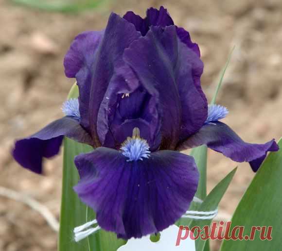 Sapphire on Velvet - Baumunk 08 | irises