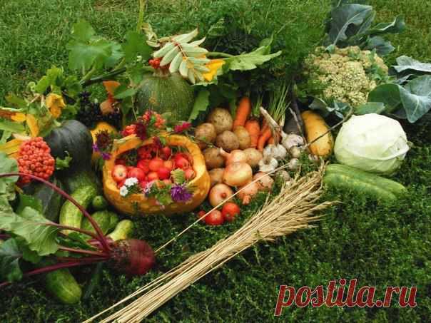 КАК УДВОИТЬ УРОЖАЙ? 10 полезных советов
