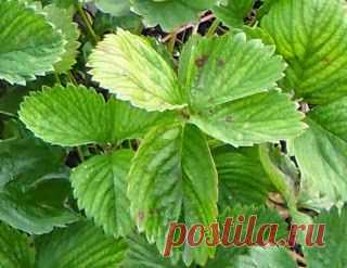 Вкусная клубника: Белая пятнистость земляники