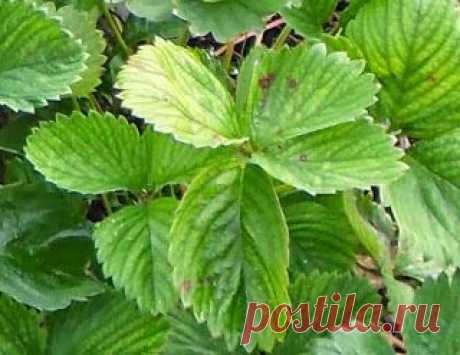 Вкусная клубника: Белая пятнистость земляники