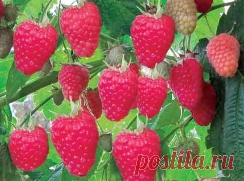 ВЕДРО МАЛИНЫ С ОДНОГО КУСТА - Садоводка