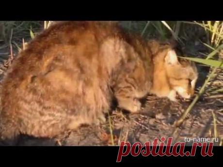 Кот ворует рыбу с крючка