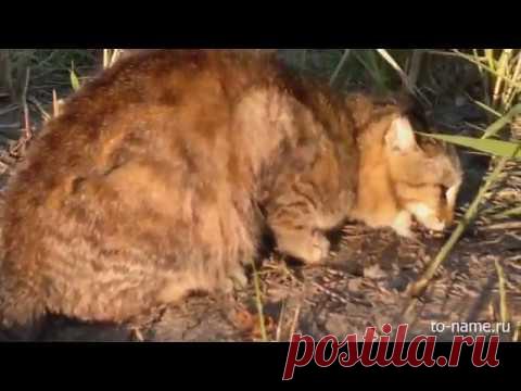 Кот ворует рыбу с крючка