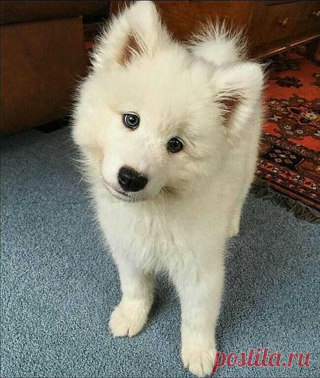 Добрый вечер, друзья!