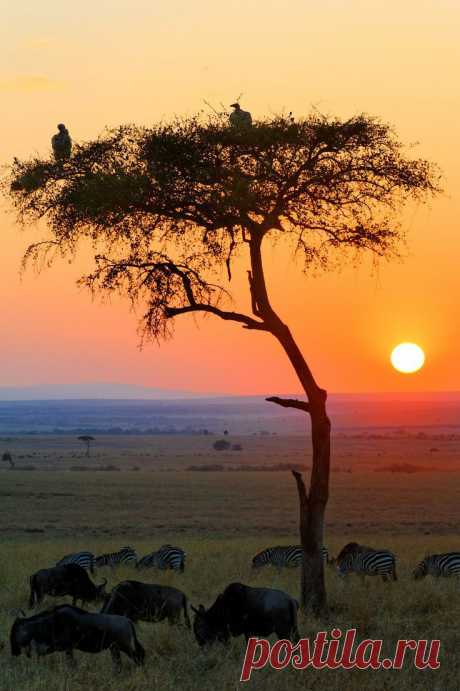 Sunrise in Masai Mara National Reserve, Kenya. | ✿ Aarthi Vijayasarathy ✿ приколол(а) это к доске Sunrise/Sunset
