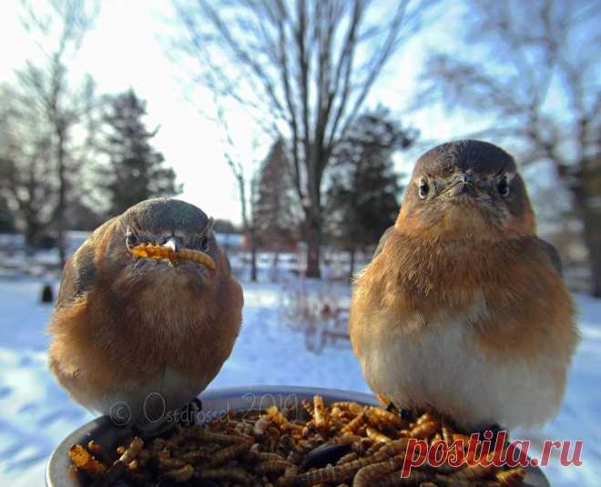 Ostdrossel в Instagram: «I can’t get enough of their faces 😂💙 #birdstagram #birdsofinstagram #easternbluebird #bluebird #bluebirds #eabl #bluelove  #birdsofmichigan…» 188 отметок «Нравится», 7 комментариев — Ostdrossel (@ostdrossel) в Instagram: «I can’t get enough of their faces 😂💙 #birdstagram #birdsofinstagram #easternbluebird #bluebird…»