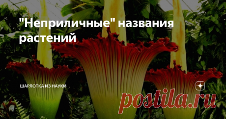 "Неприличные" названия растений Стараясь классифицировать и назвать новые виды растений, люди порой давали практически неприличные названия, основываясь на внешнем их сходстве с определёнными частями тела.