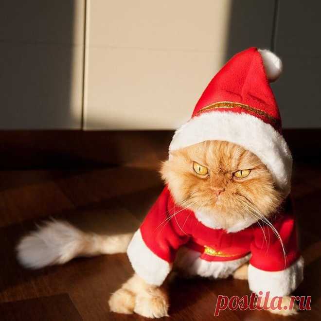 20 животных, которые ненавидят Новый год и все, что с ним связано