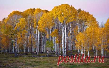 Я пришлю тебе осень в обычном почтовом конверте