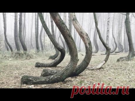 ПЛЯШУЩИЙ ЛЕС — природное МЕСТО СИЛЫ или АНОМАЛИЯ