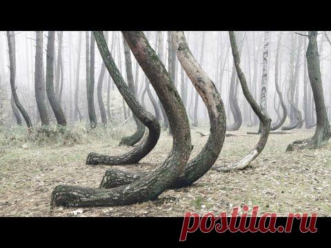 ПЛЯШУЩИЙ ЛЕС — природное МЕСТО СИЛЫ или АНОМАЛИЯ