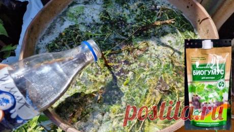 Как готовлю настой из травы и что добавляю в "зелёное" удобрение, делая его ещё лучше | Klumba-plus | Яндекс Дзен