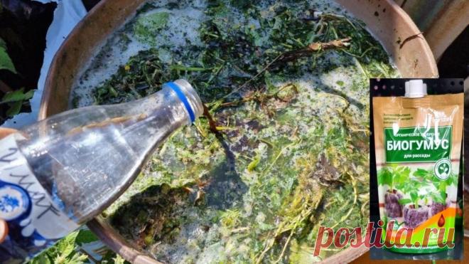 Как готовлю настой из травы и что добавляю в 