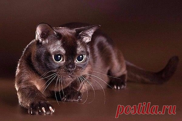 Бурманская кошка