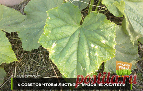 6 СОВЕТОВ ЧТОБЫ ЛИСТЬЯ ОГУРЦОВ НЕ ЖЕЛТЕЛИ

1. После появления всходов в фазе 3-4 листочков огурцы нужно обработать следующим составом:
В ведро воды добавить 30 капель йода, 20 г хозяйственного мыла и 1 литр молока. Опрыскивание таким составом можно проводить примерно через каждые 10 дней.

2. С вечера замочить булку хлеба в ведре воды, утром размять хлеб добавить маленький пузырек йода и побрызгать огурцы, 1 л. жидкости на ведро воды (оставшуюся храните в бутылках в подвал...