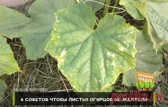 6 СОВЕТОВ ЧТОБЫ ЛИСТЬЯ ОГУРЦОВ НЕ ЖЕЛТЕЛИ

1. После появления всходов в фазе 3-4 листочков огурцы нужно обработать следующим составом:
В ведро воды добавить 30 капель йода, 20 г хозяйственного мыла и 1 литр молока. Опрыскивание таким составом можно проводить примерно через каждые 10 дней.

2. С вечера замочить булку хлеба в ведре воды, утром размять хлеб добавить маленький пузырек йода и побрызгать огурцы, 1 л. жидкости на ведро воды (оставшуюся храните в бутылках в подвал...