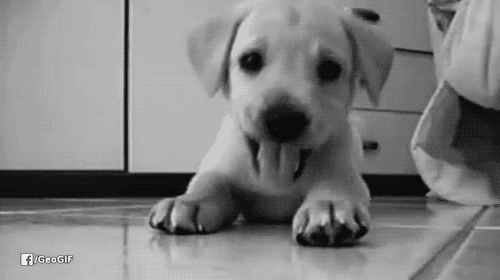 Omigu-dog.gif (500×280)