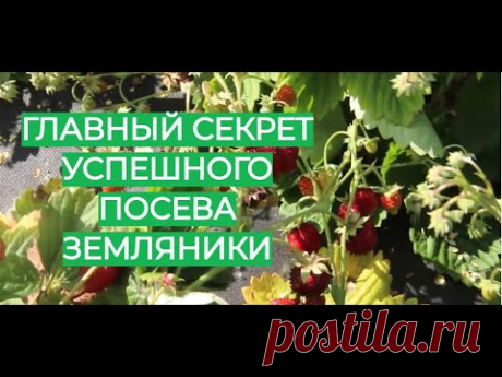 Мой главный секрет успешного посева земляники.