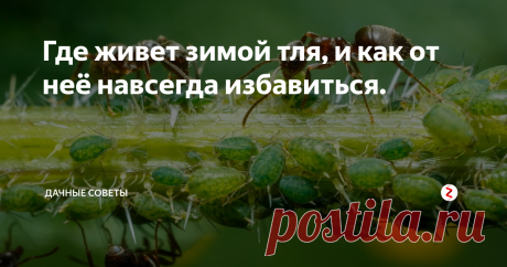 Где живет зимой тля, и как от неё навсегда избавиться. Если не хотите с наступлением тепла увидеть, что тля атаковала  побеги растений, необходимо узнать, где она может остаться на зимовку.
Переносит зиму вредитель в фазе оплодотворенного яйца, имеющего овальную  форму.
Внешний вид блестящий, черного цвета, размером не более 0,5 мм.  Не заметить их на побегах практически невозможно. Размножается тля с  невероятной скоростью, одна самка, вылупившаяся и