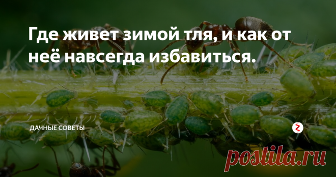 Где живет зимой тля, и как от неё навсегда избавиться. Если не хотите с наступлением тепла увидеть, что тля атаковала  побеги растений, необходимо узнать, где она может остаться на зимовку.
Переносит зиму вредитель в фазе оплодотворенного яйца, имеющего овальную  форму.
Внешний вид блестящий, черного цвета, размером не более 0,5 мм.  Не заметить их на побегах практически невозможно. Размножается тля с  невероятной скоростью, одна самка, вылупившаяся и