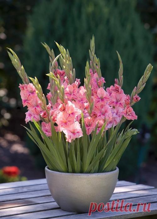 ....................