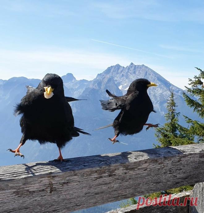 15 фото о том, что животные тоже попадают в неловкие ситуации