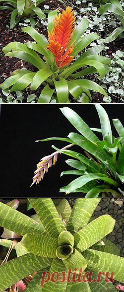 Любителям бромелиевых! Вриезия : уход, пересадка, размножение, вредители, виды.