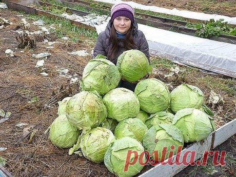 ЧТО КАПУСТЕ ХОРОШО, ТО ЛУКУ «СМЕРТЬ» 

Расскажите, какие конкретно удобрения нужны моркови, луку, капусте? 

На этот счет есть мудрое выражение Парацельса: «Всё — яд, всё — лекарство; то и другое определяет доза». 

Растения нуждаются в основных, так называемых макроэлементах (в первую очередь азот, фосфор и калий), а также микроэлементах (магний, марганец, цинк, бор, молибден, медь и мн. др.). Причем, у каждой культуры свои предпочтения. Капусте нужно сбалансированное пит...