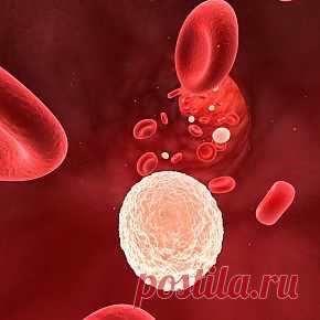 Лейкоцитоз. Симптомы и диагностика | Maiden.com.ua