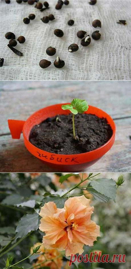 Гибискус выращивание семенами. | Мое подворье