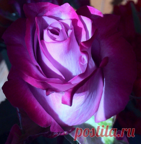роза