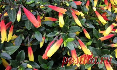 Якобиния (Юстиция)