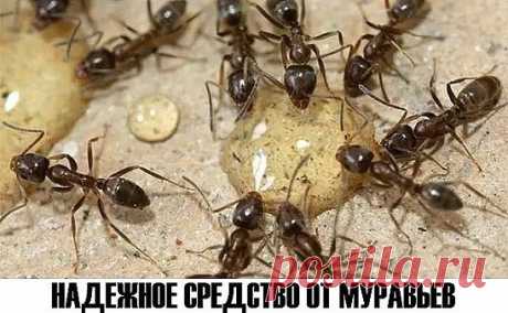 НАДЕЖНОЕ СРЕДСТВО ОТ МУРАВЬЕВ
Чтобы избавиться от муравьев в саду, используйте проверенное средство. 
Рецепт прост:
Кусочек сухих дрожжей (величиной с лесной орех) смешайте с 1 ст.л. сахара и небольшим количеством воды (можно добавить капельку меда для сохранения влажности). 
Получившуюся густую кашицеобразную массу разложить небольшими порциями в спичечные коробки и оставить полуоткрытыми возле муравьиных гнезд. Как правило, вскоре надоедливые насекомые исчезают