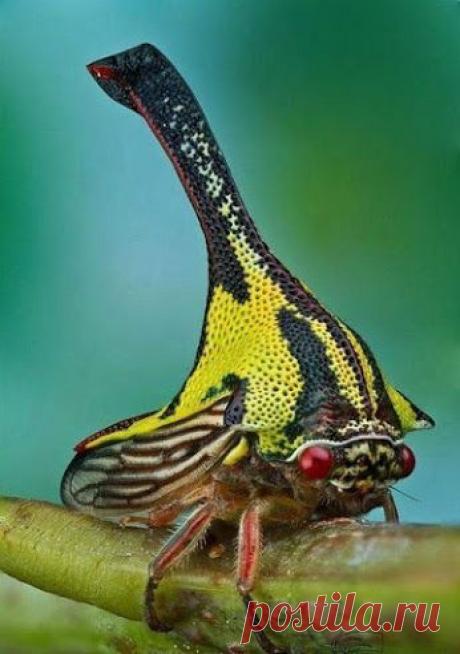 Жук невероятной окраски с шипом на спине
Google+