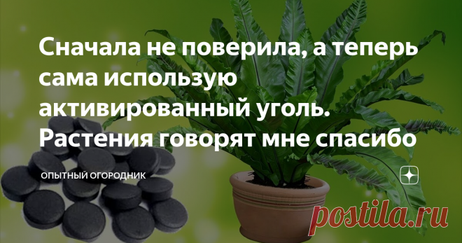 Сначала не поверила, а теперь сама использую активированный уголь. Растения говорят мне спасибо Мало кто знает, что такой фармацевтический продукт, как активированный уголь, очень любят растения...