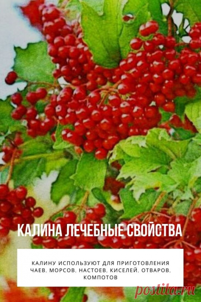 Калина лечебные свойства. Природа не устает заботиться о нашем здоровье, и сегодня я предлагаю нам с вами поговорить о еще одном ее подарке — целебной ягоде калине, ее полезных свойствах и противопоказаниях, также вы узнаете множество рецептов оздоровления с помощью данного растения.