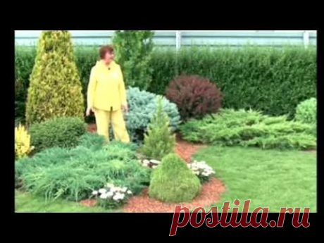 Хвойные растения на участке