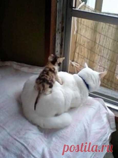 Маленький наездник
